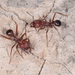 Amoimyrmex - Photo (c) aacocucci, μερικά δικαιώματα διατηρούνται (CC BY-NC), uploaded by aacocucci