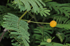 Vachellia aroma
