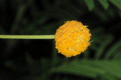 Vachellia aroma