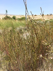 Gnidia spicata