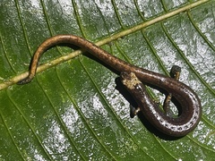 Allen's Worm Salamander photo 4