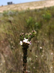Gnidia spicata