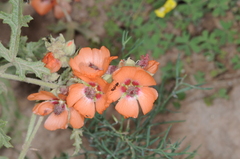 Sphaeralcea laciniata