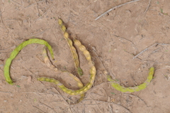 Prosopis flexuosa