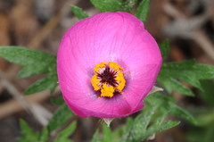 Modiolastrum gilliesii