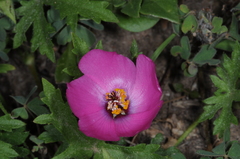 Modiolastrum gilliesii