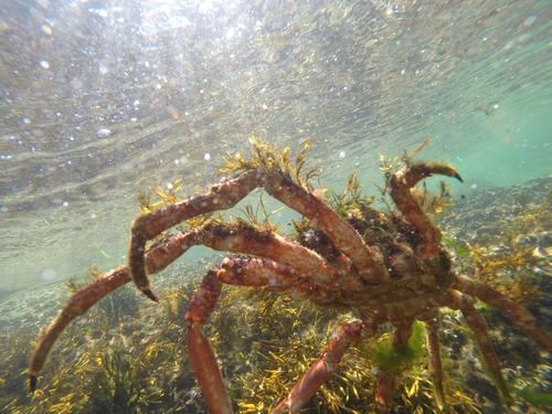 Spiny Spider Crab, Pintens, Pontevedra, España, photo 10 of 10