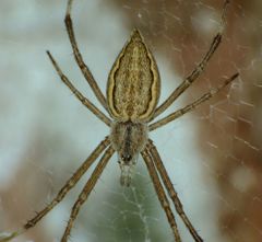 Argiope ocyaloides