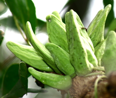 Dischidia major