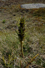 Aciphylla hectori