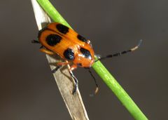 Chariderma pulchella