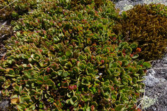 Gaultheria nubicola