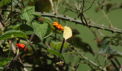 Abaeis salome jamapa