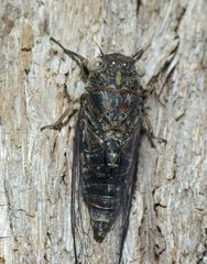 Atrapsalta corticina