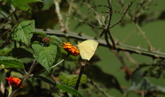 Abaeis salome jamapa