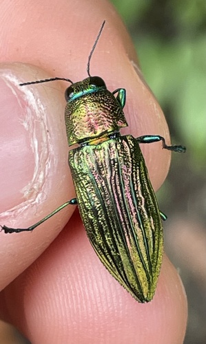 Halecia chrysodemoides · iNaturalist