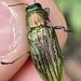 Halecia chrysodemoides - Photo 由 Kuoni W 所上傳的 (c) Kuoni W，保留部份權利CC BY-NC