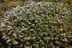 Anisotome imbricata imbricata