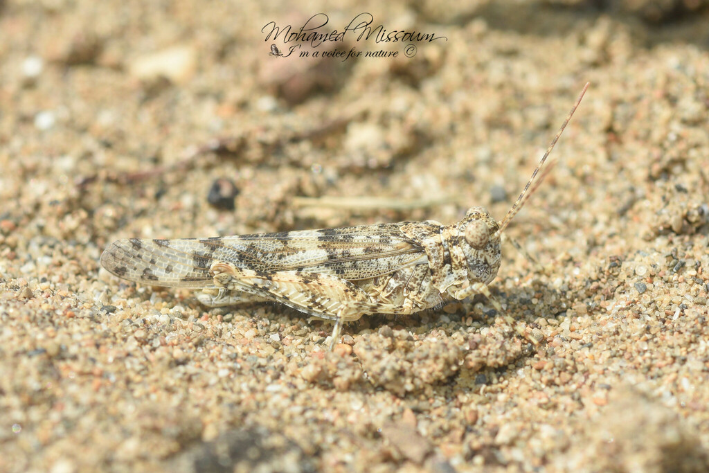 Sphingonotus radioserratus