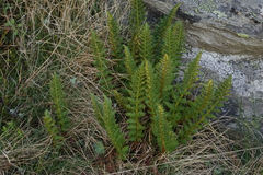 Polystichum cystostegium