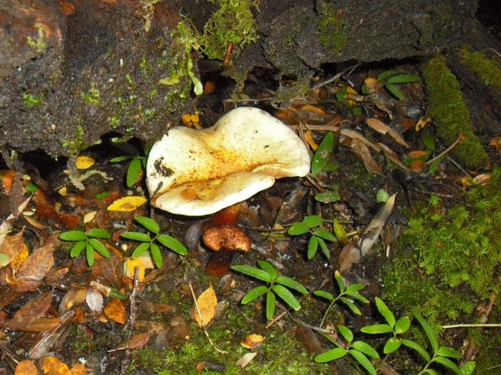 Austropaxillus statuum · April 2009 · photo: © yoannisd (iNaturalist, cc-by)