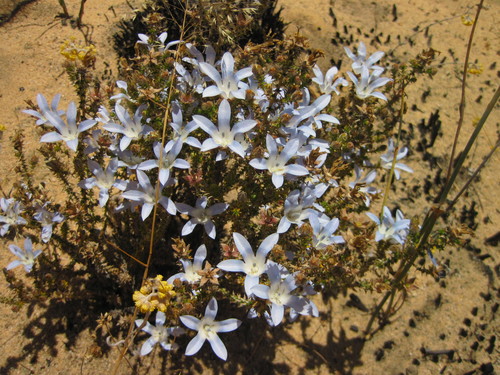 Delta Bell (Roella latiloba)