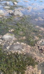 Zostera muelleri