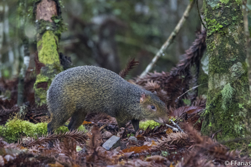 Azara's Agouti, photo 2 of 8