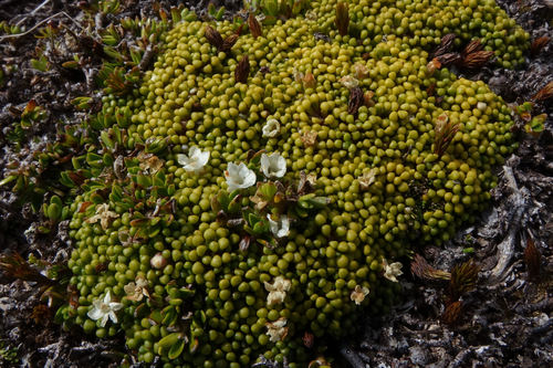 Phyllachne rubra (Phyllachne rubra)