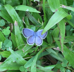 Cupido comyntas texana