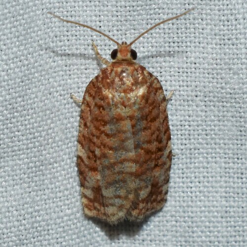 Jack Pine Budworm Moth photo 2