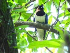 Cyanocorax cristatellus