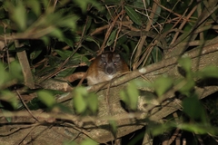 Phyllomys