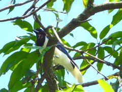 Cyanocorax cristatellus