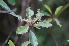 Quintinia serrata