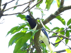 Cyanocorax cristatellus