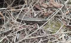 Oligosoma kokowai