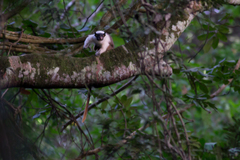 Saguinus bicolor