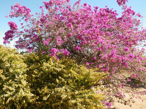 Silk floss tree