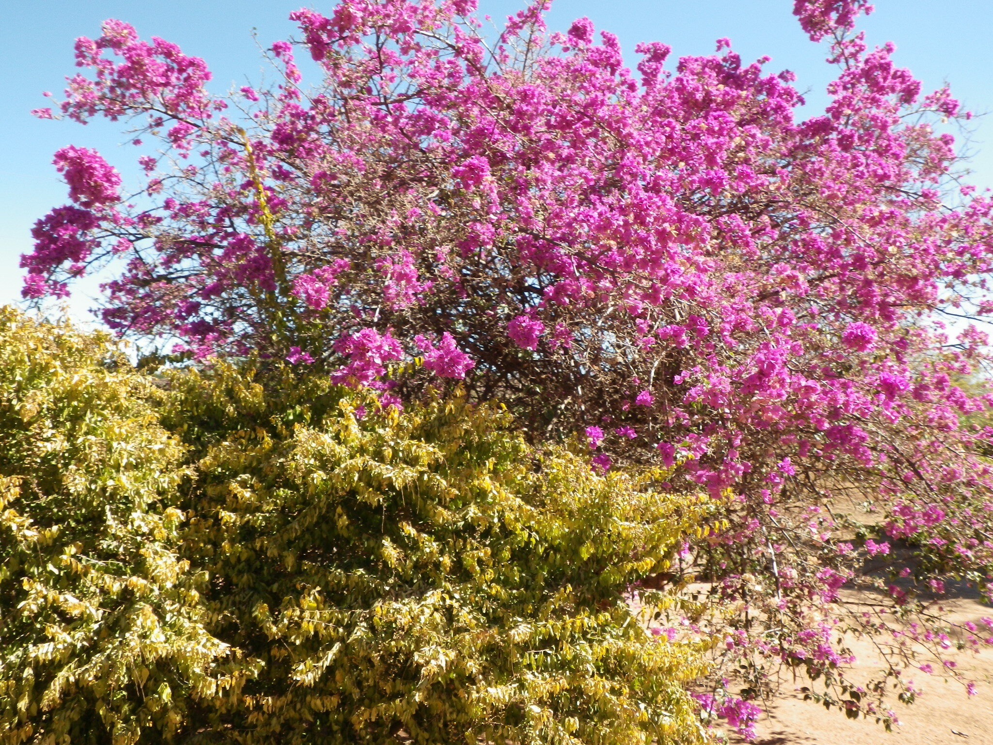 Ceiba speciosa