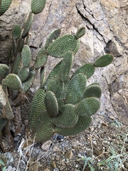 Opuntia microdasys