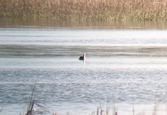 Podiceps auritus