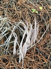 Alloclavaria purpurea