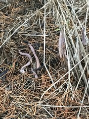 Alloclavaria purpurea