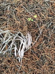 Alloclavaria purpurea