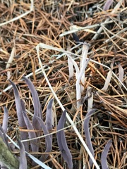 Alloclavaria purpurea
