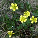 Ranunculus enysii - Photo (c) John Barkla, algunos derechos reservados (CC BY), subido por John Barkla