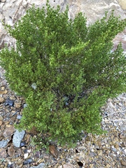 Larrea tridentata
