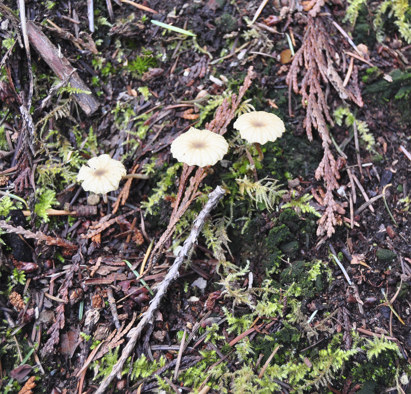 Lichenomphalia umbellifera image