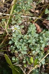 Vittadinia australis
